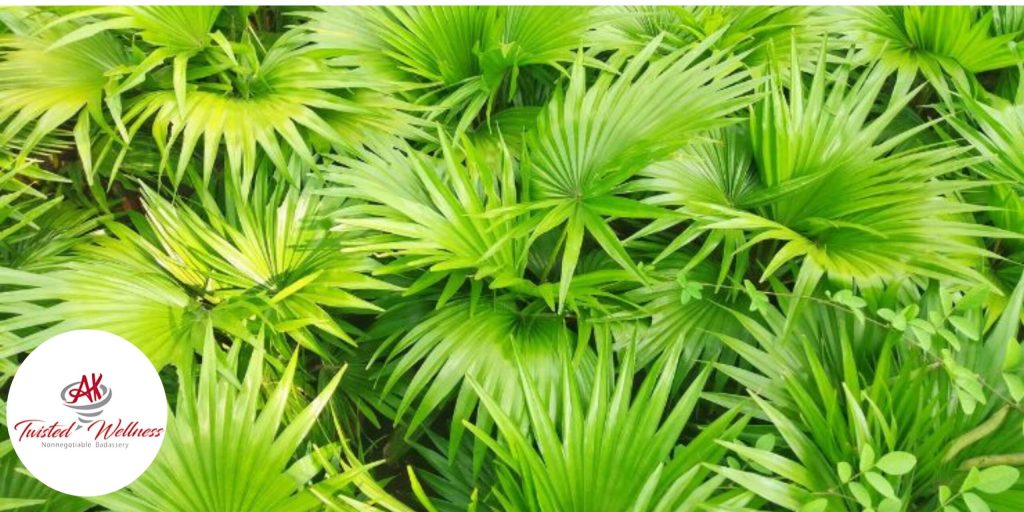 UNVEILING THE MYSTERY OF SAW PALMETTO: SEPARATING FACT FROM FICTION