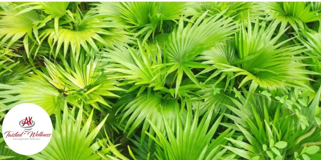 UNVEILING THE MYSTERY OF SAW PALMETTO: SEPARATING FACT FROM FICTION